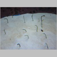 pict0295.jpg