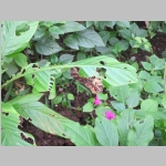 pict162.jpg