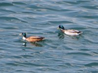 image0060