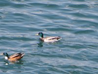 image0061