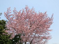 IMG 0377