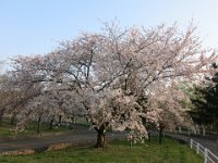 IMG 0342