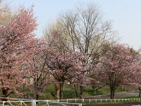 IMG 0345