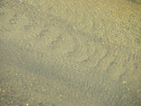 IMG 0268