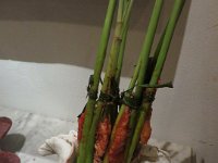IMG 0237