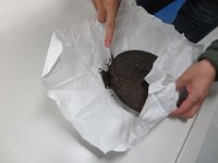 IMG 0435