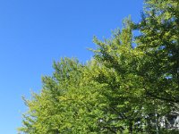IMG 0471