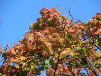IMG 0482
