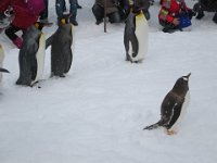 IMG 7252