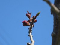 IMG 8485