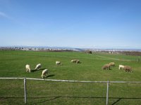 IMG 8494