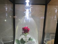 IMG 8553