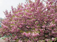 IMG 9005