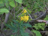 IMG 4887