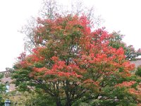 IMG 0288
