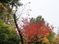 IMG 0294