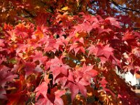 IMG 0840