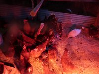IMG 4380