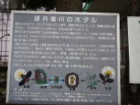 IMG 4594